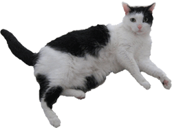 puss